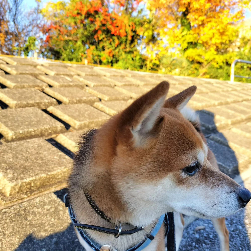 ブログ
