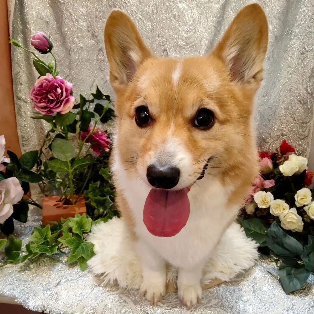 ブログ