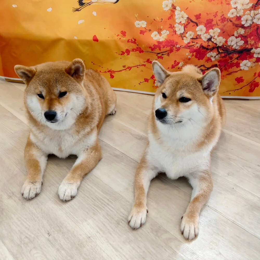 ブログ
