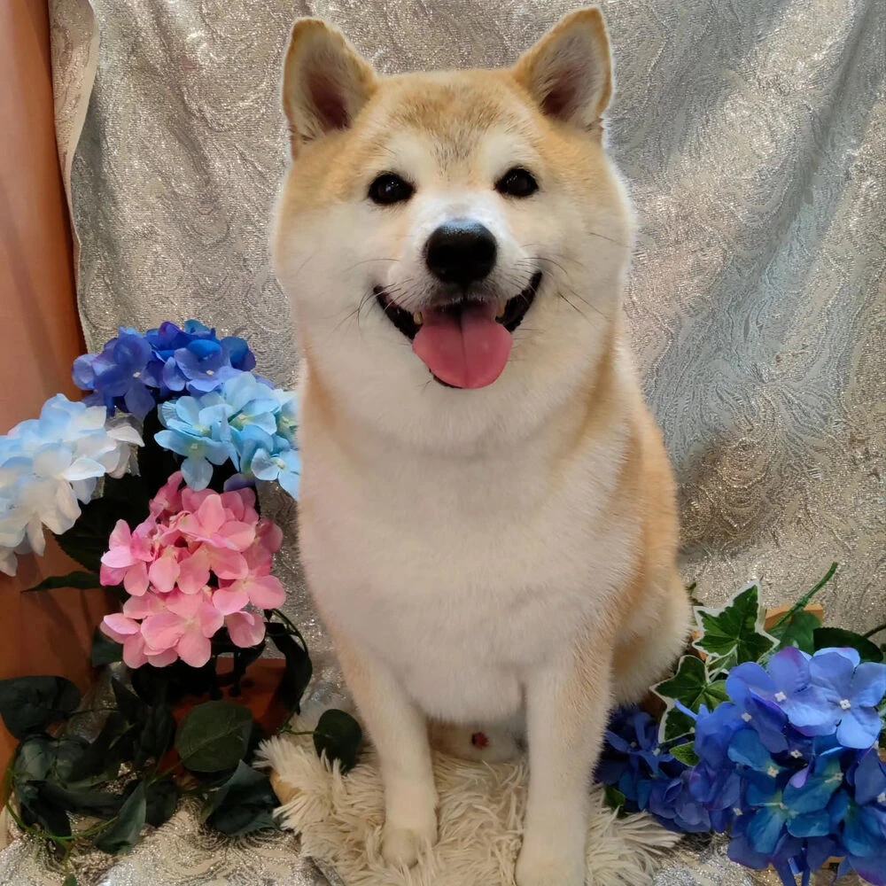ブログ