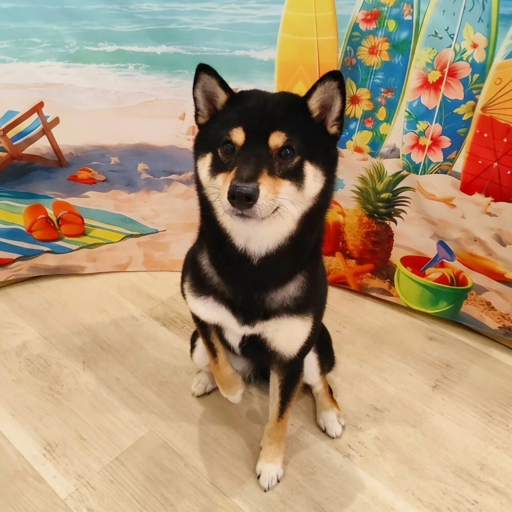 ブログ