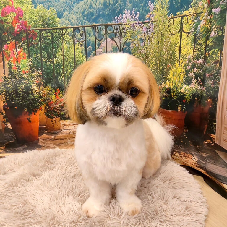 ブログ
