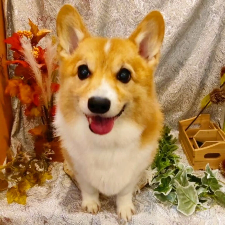 ブログ