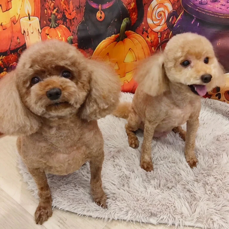 ブログ